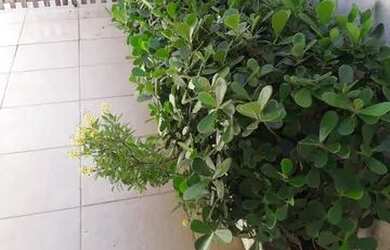 Imagem 12: Vendo Casa 10x25mts. Varanda, 250m² de Área, 3 Vagas na garageme2 Dormitórios