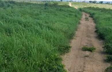 Imagem 6: Fazenda no sul Piauí para pecuária com 6 mil hectares, 2.500 hectares em pasto!