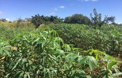 Imagem 8: Lote/Terreno para venda possui 375 metros quadrados em Area Rural de Sao...