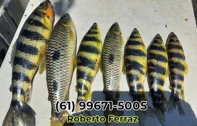 Imagem: O terreno possui 20.000m² de Área e está localizado em Setor