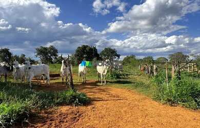 Imagem 15: FAZENDA À VENDA - 444 HECTARES - MORRO DA GARÇA MG