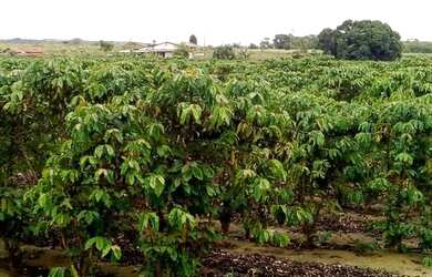 Imagem 7: Vendo fazenda entre são mateus e água limpa