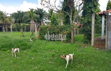 Imagem 10: Chácara Residencial disponível para Venda no bairro Panorama em Uberlândia-MG