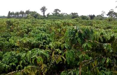 Imagem 11: Vendo fazenda entre são mateus e água limpa