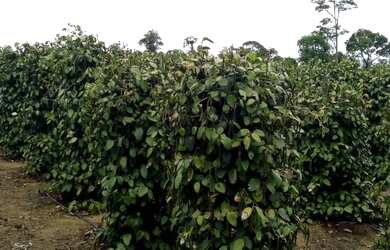 Imagem 14: Vendo fazenda entre são mateus e água limpa