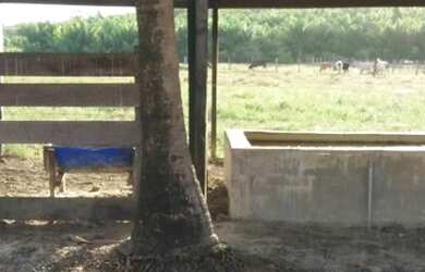 Imagem 9: Ótima oportunidade Fazenda no itã. 240 hectares