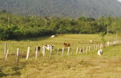 Imagem 15: Ótima oportunidade Fazenda no itã. 240 hectares