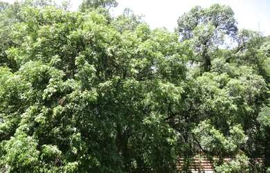 Imagem 8: RUA LOPES TROVÃO EM FRENTE CAMPO DE SÃO BENTO-EXCELENTE LOCALIZAÇÃO