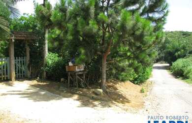 Imagem 4: AREA - LARANJA AZEDA - SP