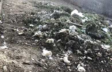 Imagem 9: Terreno No Betel. Piscina