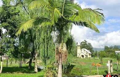 Imagem 2: Sítio / Chácara para Venda em Nova Petrópolis, Linha Temerária, 4...