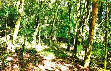 Imagem 12: Sítio / Chácara para Venda em Nova Petrópolis, Arroio Paixão