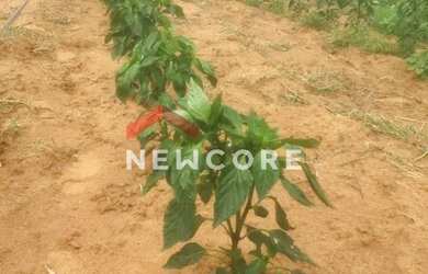 Imagem: A fazenda possui 400.000m² de Área e está localizado em