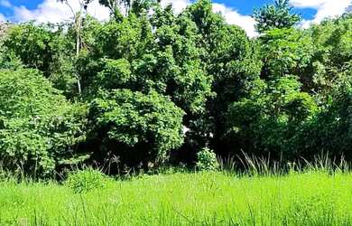 Imagem 5: Terreno plano em condomínio exclusivo na Barra da Tijuca Segurança e natureza ao seu redo
