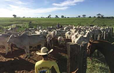 Imagem: A fazenda está localizado em Janaúba, MG à venda por R$300.000
