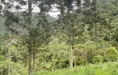 Imagem 3: Terrenos de 20.000m² com vista para a Pedra da Águia em Urubici