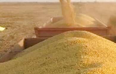 Imagem 8: VENDO FAZENDA 400 HECTARES LAVOURA SUL DE GOIAS 6217