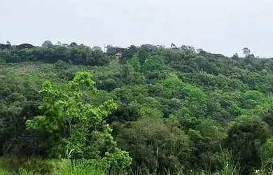 Imagem 6: Terreno para Venda em Nova Petrópolis, Linha Imperial
