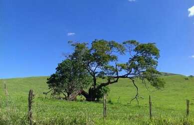 Imagem 3: A RC IMÓVEIS VENDE MARAVILHOSA FAZENDA DE 320 HA PRÓXIMA À BICAS -...
