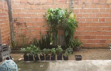 Imagem 6: Vendo no Sol Nascente trecho 1