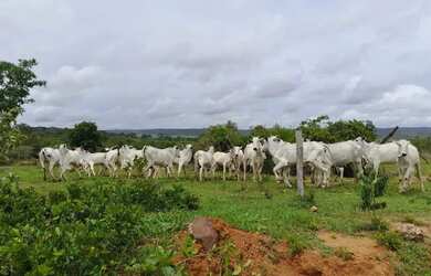 Imagem 5: Fazenda a venda em Davinópolis Goiás