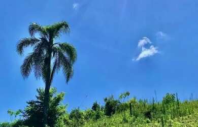 Imagem 11: Sítio / Chácara para Venda em Nova Petrópolis, Linha Pirajá Baixa