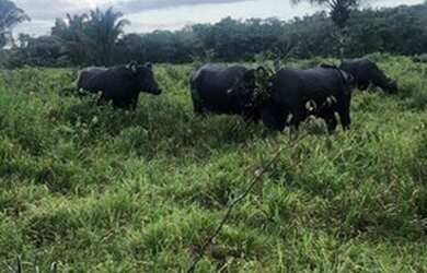 Imagem: A fazenda possui 1500m² de Área e está localizado em Saudade