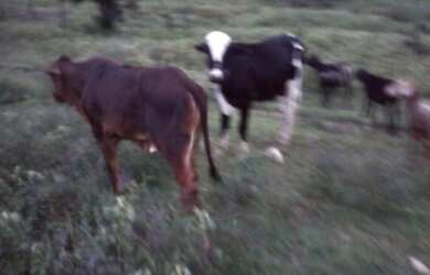 Imagem 6: Vendo terreno fazenda. 340.000m² de Área