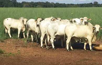 Imagem: A fazenda possui 243m² de Área e Piscina e está localizado