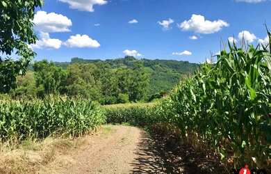 Imagem 2: Sítio / Chácara para Venda em Nova Petrópolis, Pinhal Alto, 3 dormitórios,...