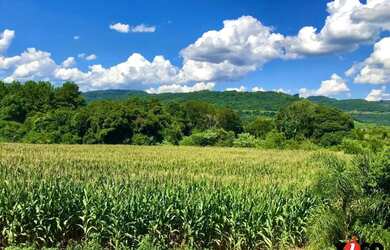 Imagem 5: Sítio / Chácara para Venda em Nova Petrópolis, Pinhal Alto, 3 dormitórios,...