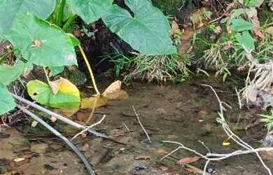 Imagem: A chácara e está localizado em Parque Oeste Industrial, Goiânia