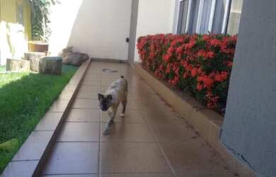 Imagem 5: Casa para Família Grande, linda, Energia Solar, churrasqueira, 4 banheiros,...