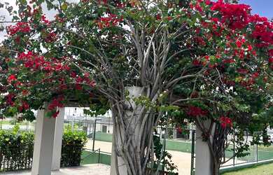 Imagem 3: Aluguel no papagaio, Canada houses