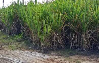 Imagem: O terreno possui 32.000m² de Área e está localizado em Japoatã