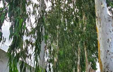 Imagem 16: Aluguel de Casa por DIÁRIA no Greenville