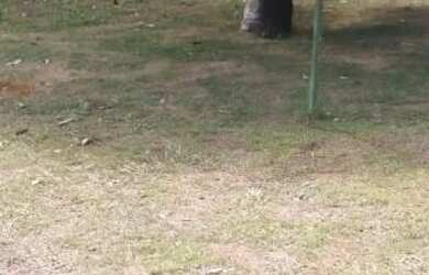 Imagem 7: Chacara paraiso apenas 147 mil reais