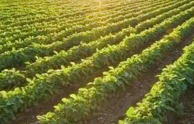 Imagem 14: VENDO FAZENDA 400 HECTARES LAVOURA SUL DE GOIAS 6217