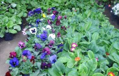 Imagem: A casa em condomínio possui 3 Dormitórios, 3 Banheiros, 2