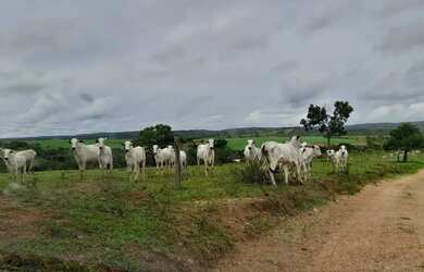 Imagem 11: Fazenda a venda em Davinópolis Goiás