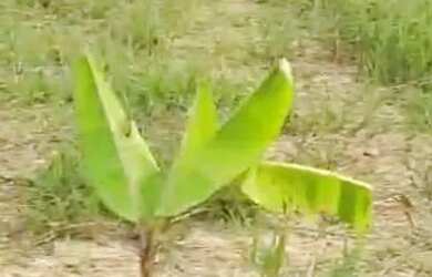 Imagem: O terreno possui 1.500m² de Área e está localizado em João