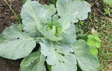 Imagem: A casa possui 1 Dormitório, 1 Banheiro, 5 Vagas na garagem