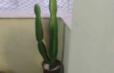 Imagem 3: APARTAMENTO RESIDENCIAL em RIO DE JANEIRO - RJ, FLAMENGO