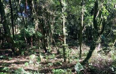 Imagem 2: Terreno à Venda em Canela