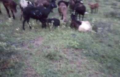 Imagem 5: Vendo terreno fazenda. 340.000m² de Área