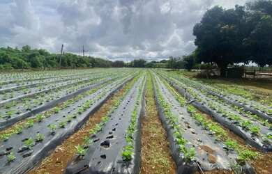 Imagem: A chácara possui 52.000m² de Área e está localizado em