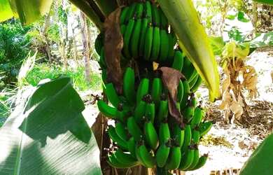 Imagem 4: Chácara Condomínio Fechado Alto Padrão - Nazaré Paulista
