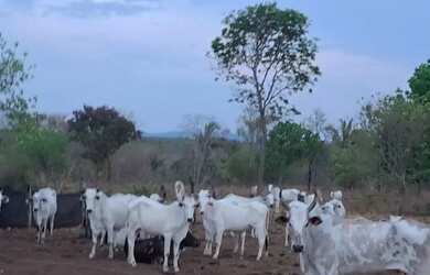 Imagem: A fazenda possui 3.600.000m² de Área e está localizado em