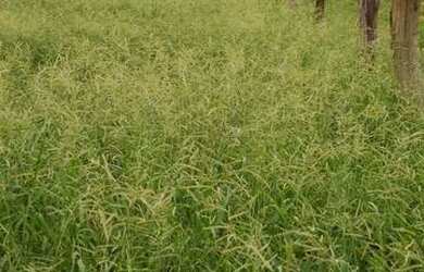 Imagem: A fazenda possui 3m² de Área Privada e está localizado em