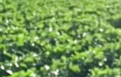 Imagem 15: VENDO FAZENDA 400 HECTARES LAVOURA SUL DE GOIAS 6217